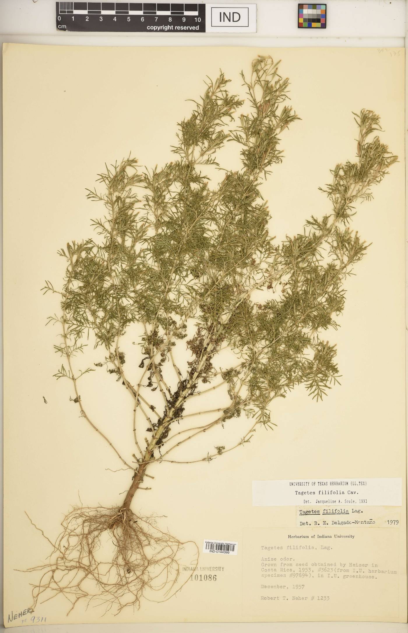 Tagetes filifolia image