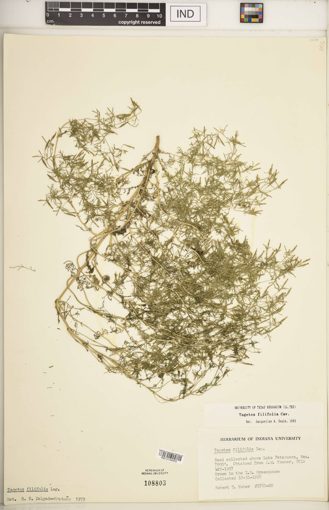 Tagetes filifolia image