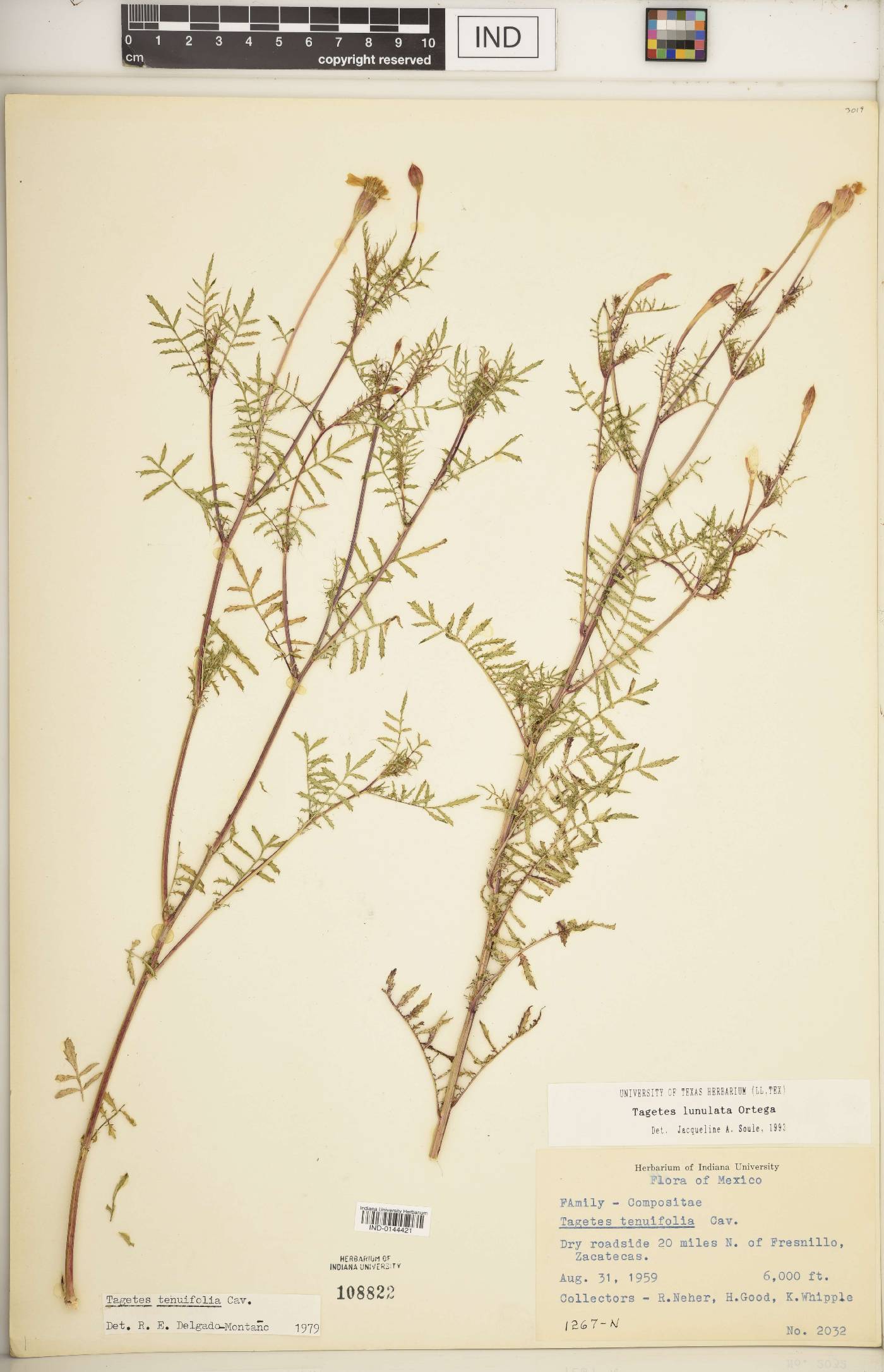 Tagetes lunulata image