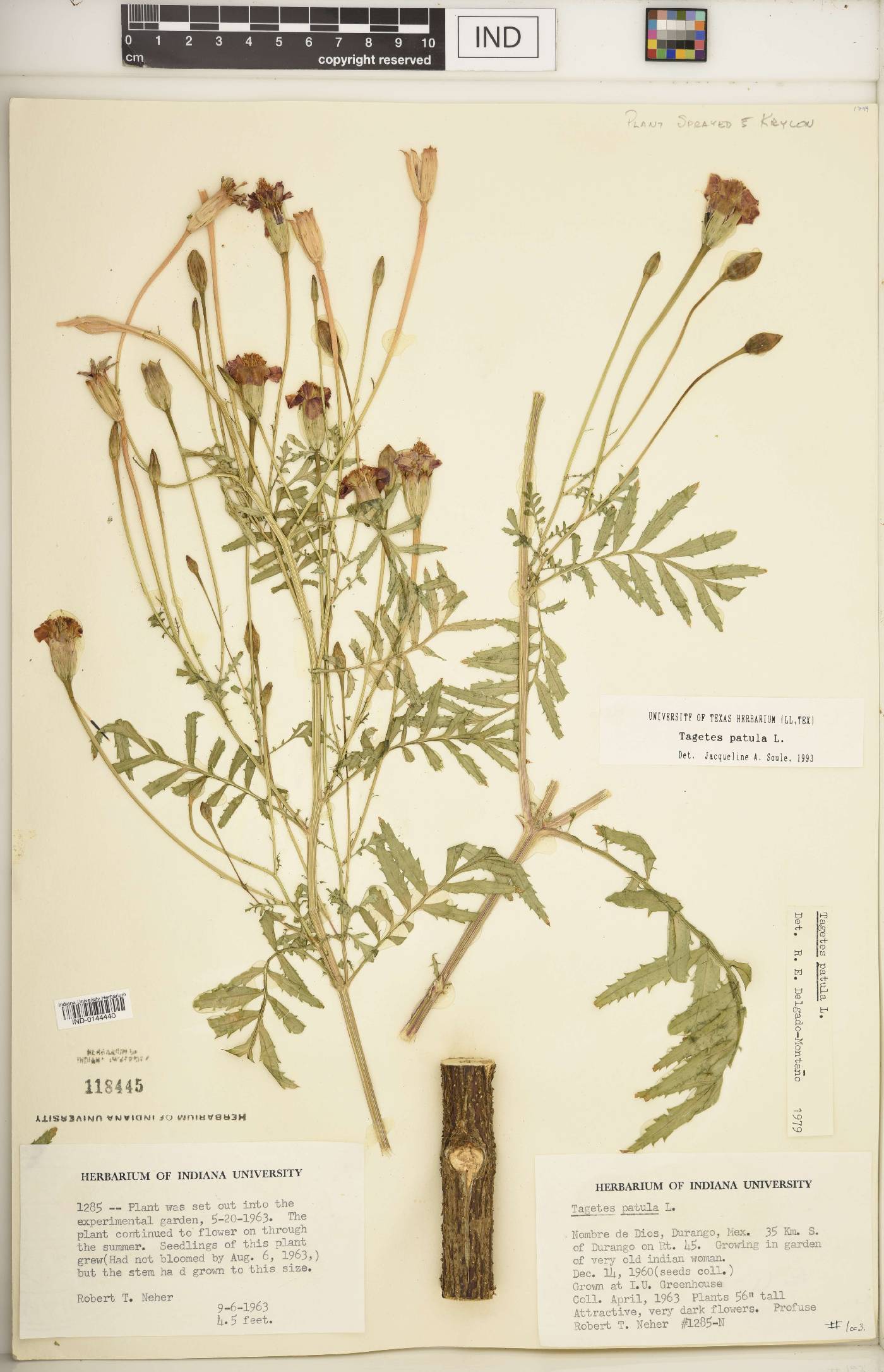 Tagetes patula image