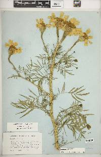 Tagetes patula image