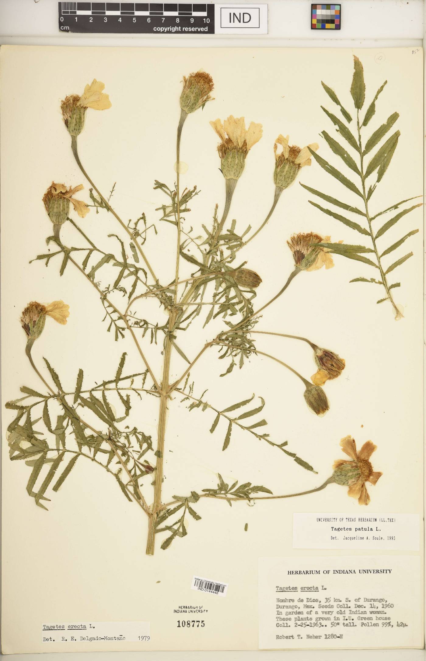 Tagetes patula image