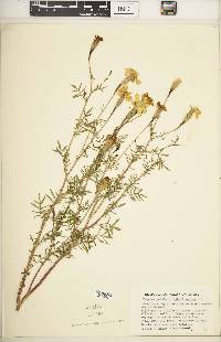 Tagetes patula image