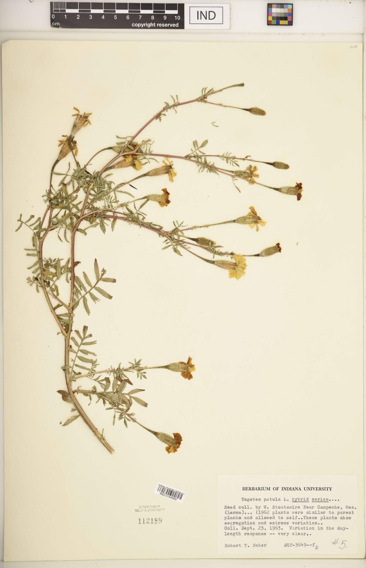 Tagetes patula image