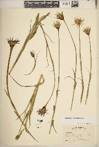 Tragopogon × neohybridus image