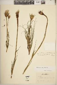 Tragopogon × neohybridus image