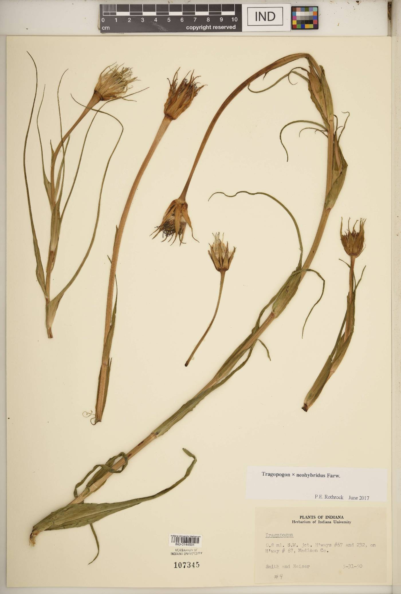 Tragopogon × neohybridus image