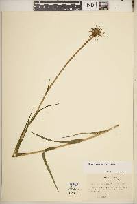 Tragopogon × neohybridus image