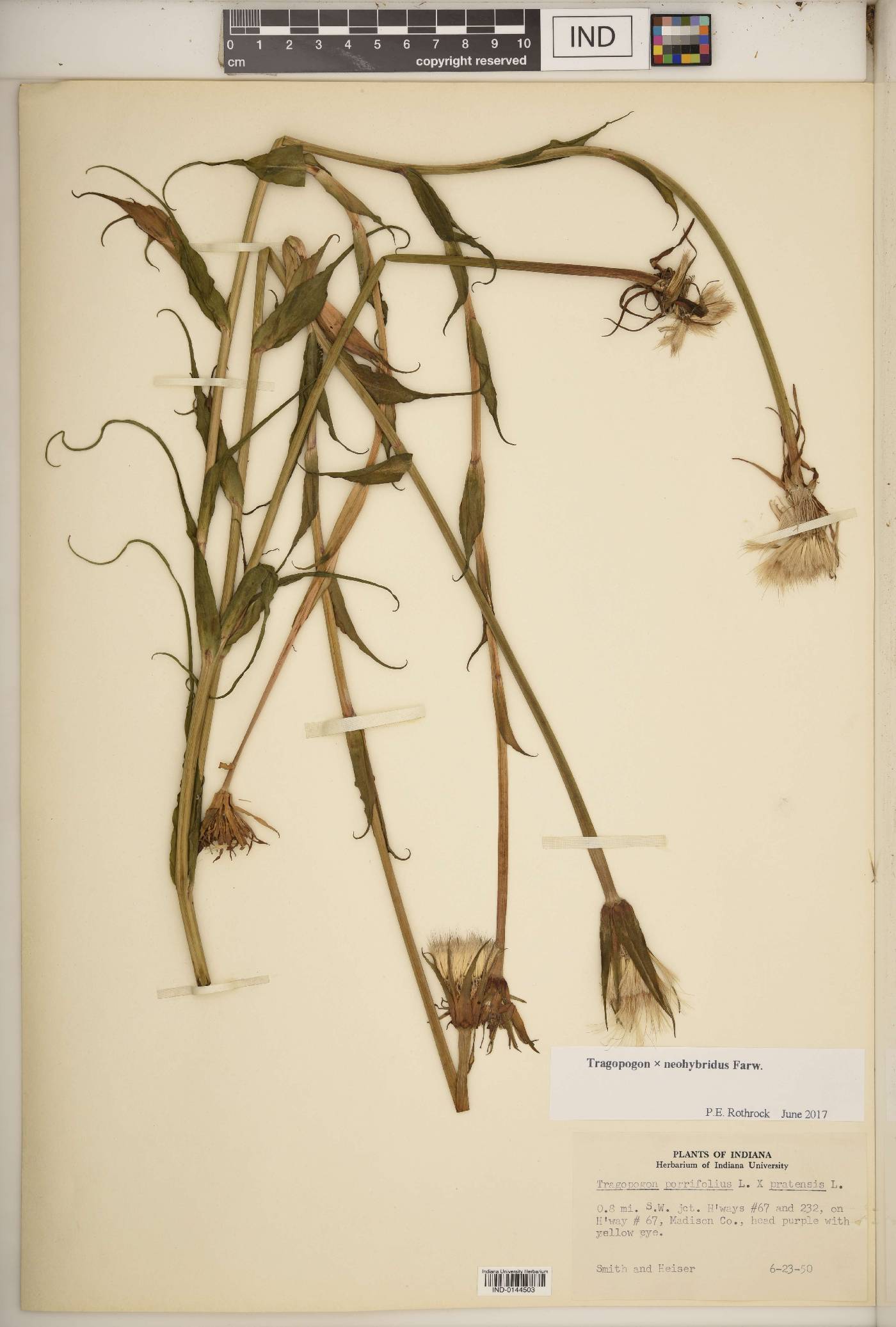 Tragopogon × neohybridus image