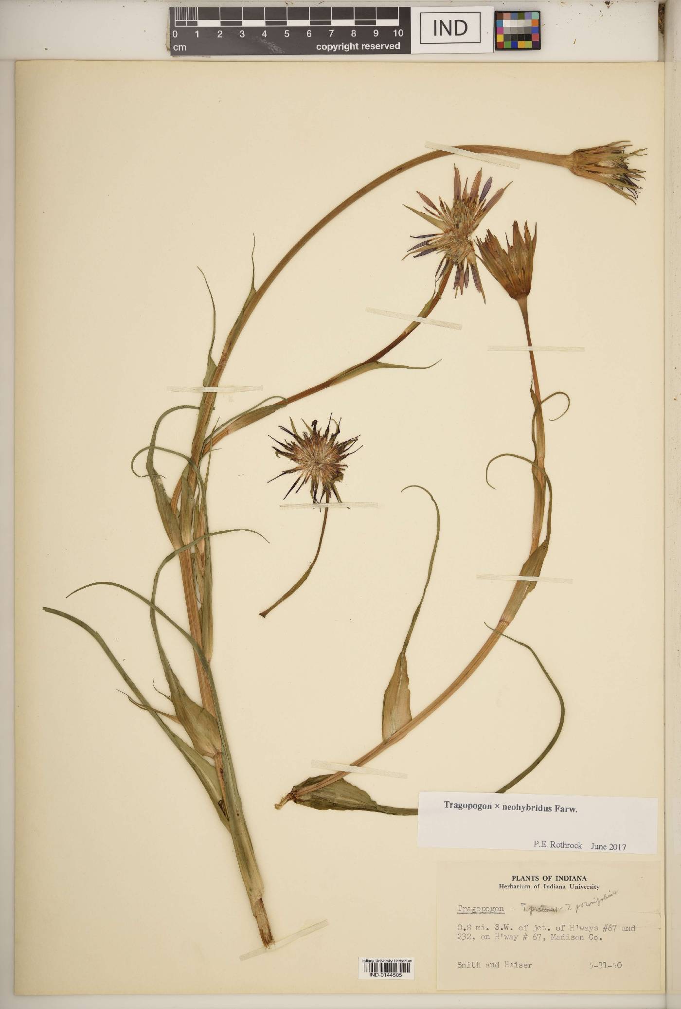 Tragopogon × neohybridus image