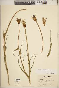 Tragopogon × neohybridus image