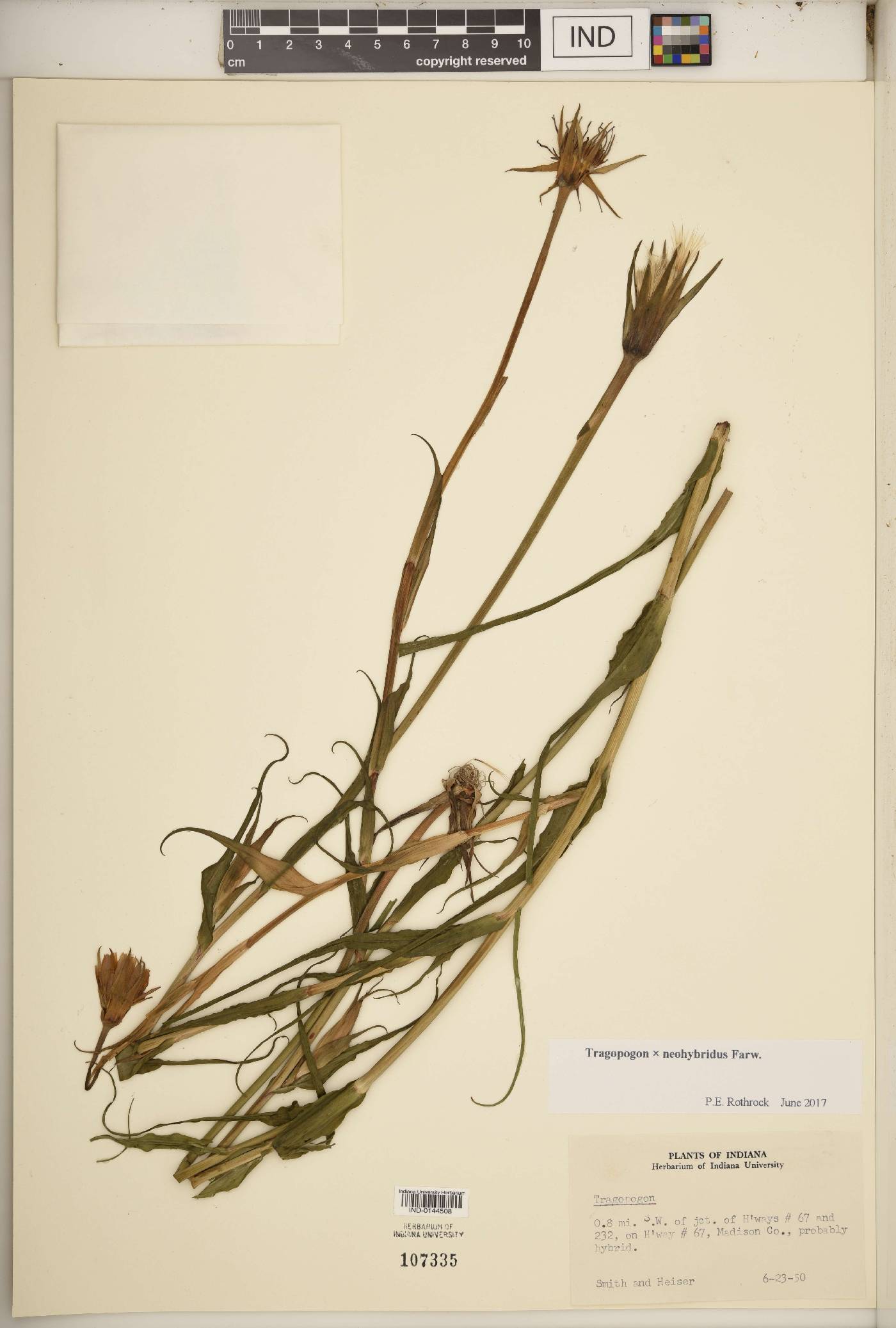 Tragopogon × neohybridus image