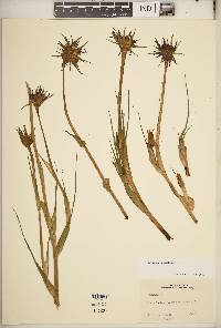 Tragopogon porrifolius image