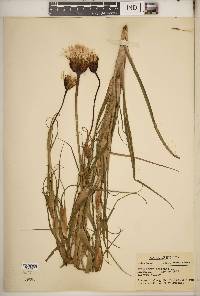 Tragopogon pratensis image