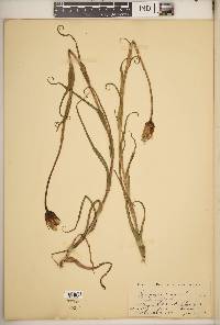 Tragopogon pratensis image