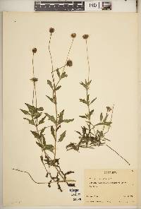 Tridax procumbens image