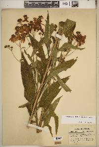 Verbesina alternifolia image