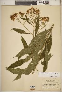 Verbesina alternifolia image