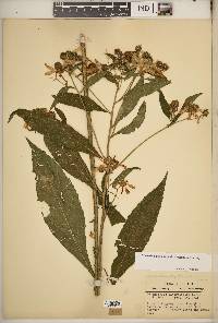 Verbesina alternifolia image