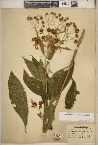 Verbesina alternifolia image