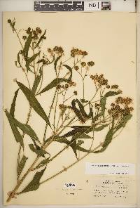 Verbesina alternifolia image