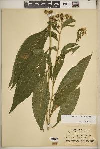 Verbesina alternifolia image