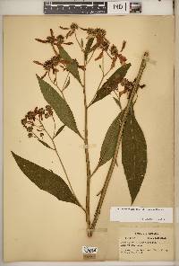 Verbesina alternifolia image