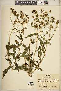 Verbesina alternifolia image