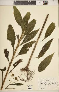 Verbesina alternifolia image