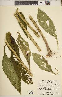 Verbesina alternifolia image