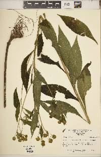 Verbesina alternifolia image