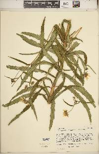 Verbesina longifolia image