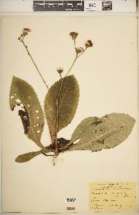 Vernonia acaulis image