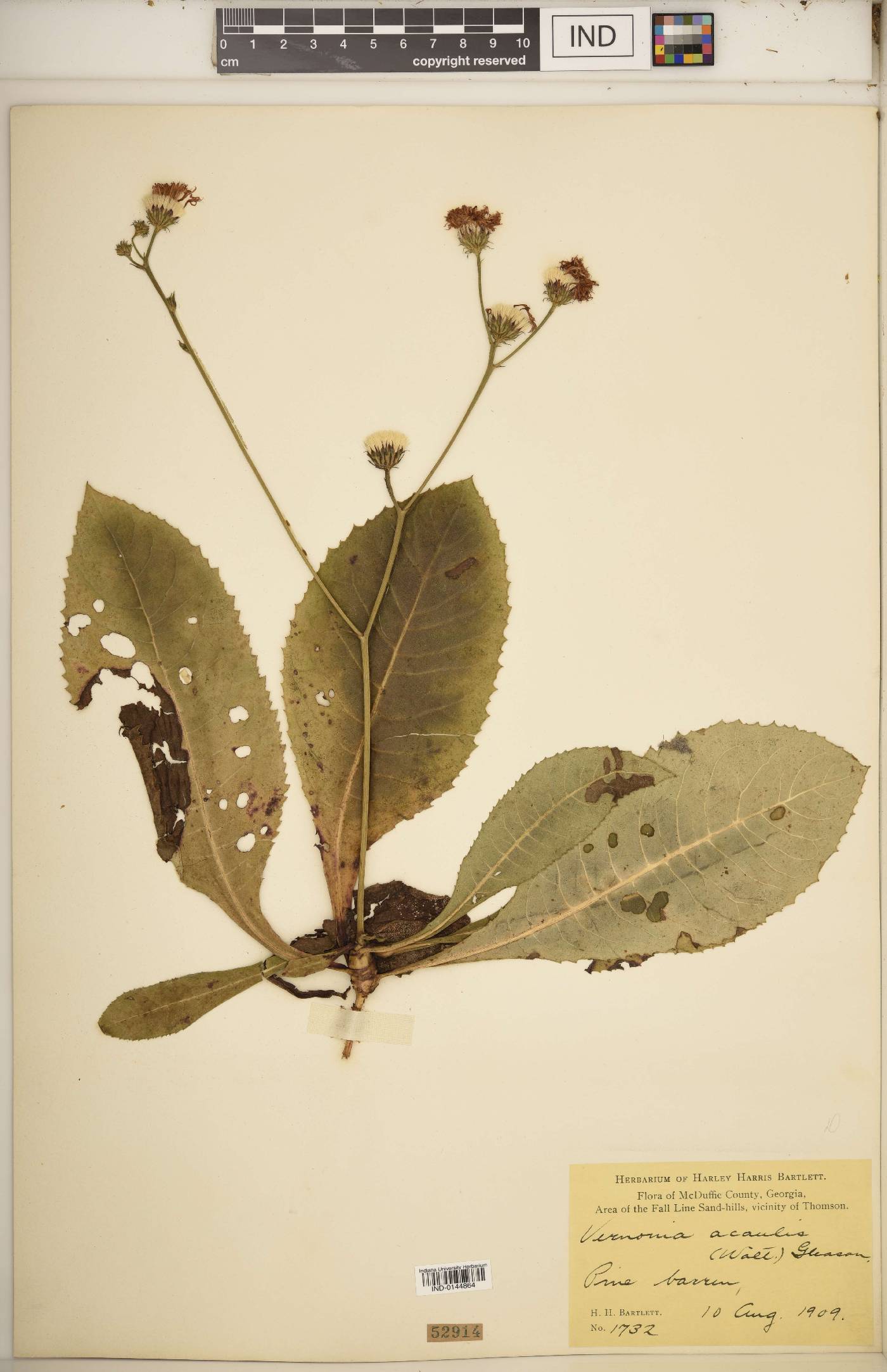 Vernonia acaulis image
