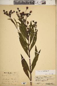 Vernonia noveboracensis image