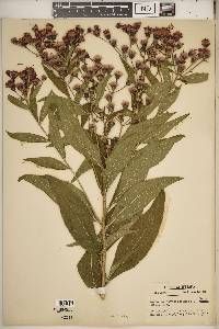 Vernonia noveboracensis image