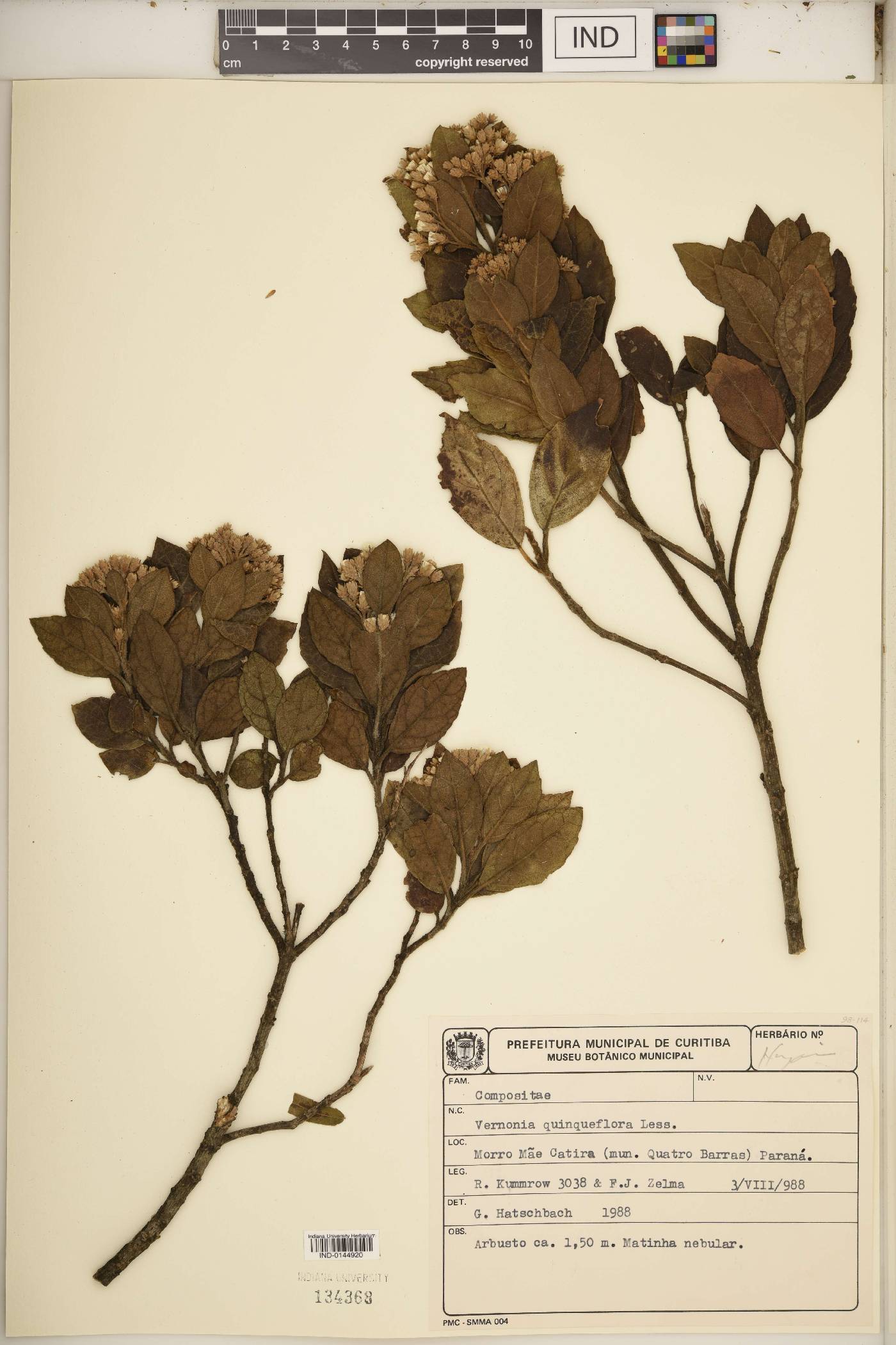 Critoniopsis quinqueflora image