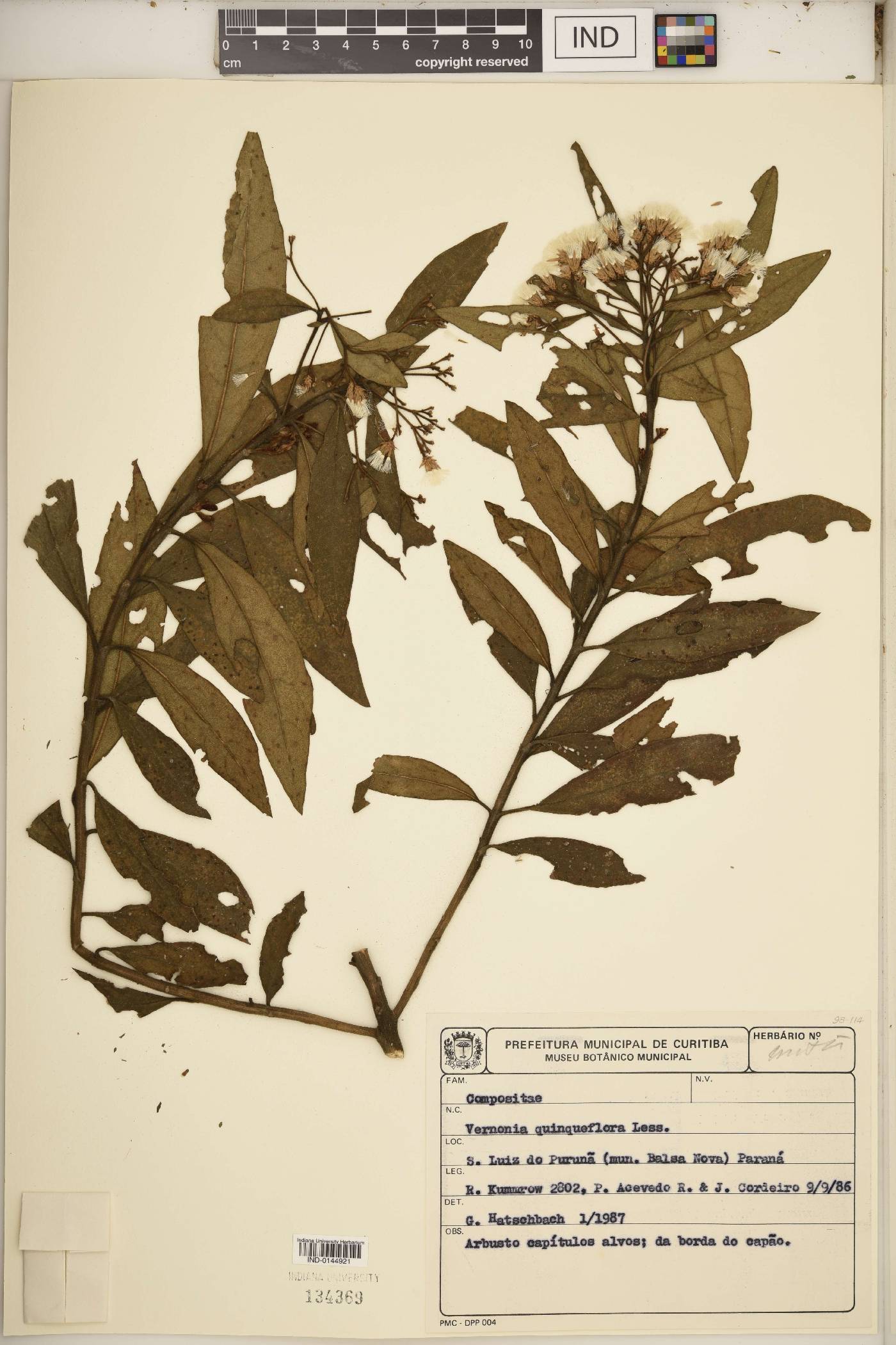 Critoniopsis quinqueflora image