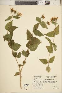 Aldama cordifolia image