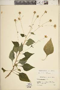 Viguiera adenophylla image