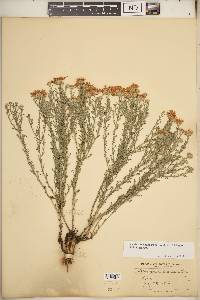 Xanthisma spinulosum image