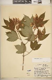 Viburnum trilobum image