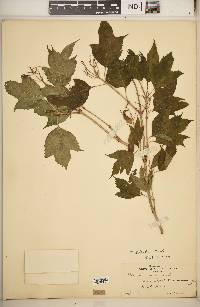 Viburnum trilobum image