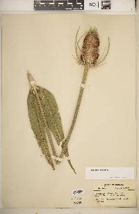 Dipsacus fullonum image