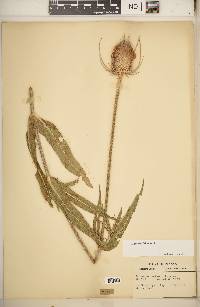 Dipsacus fullonum image