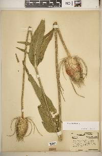 Dipsacus fullonum image