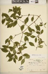 Lonicera maackii image