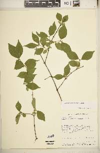 Lonicera maackii image