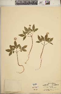 Panax trifolius image