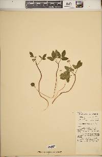 Panax trifolius image